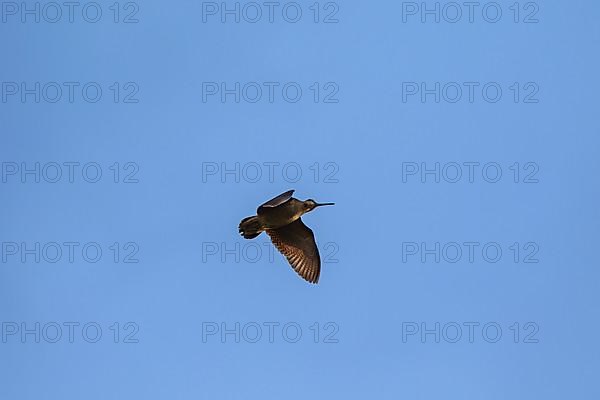 Eurasian woodcock