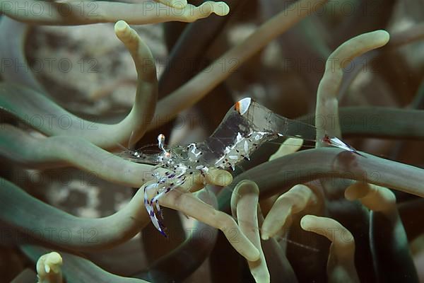 Anemone shrimp