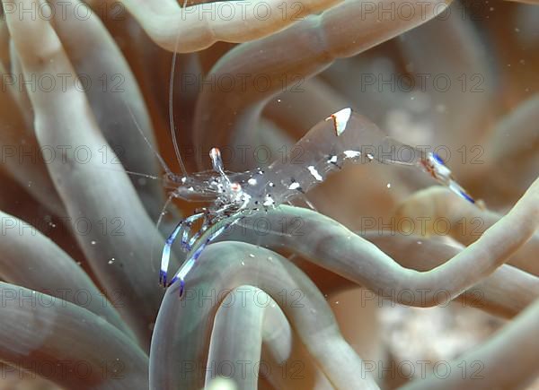 Anemone shrimp