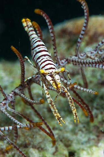 Feather star shrimp