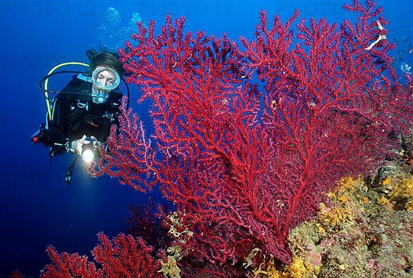 Diver with Mediterranean Fan Coral