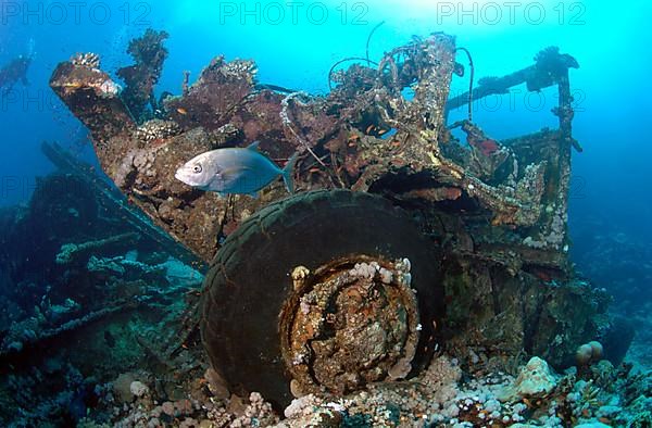 Wreck of a sunken Toyota truck