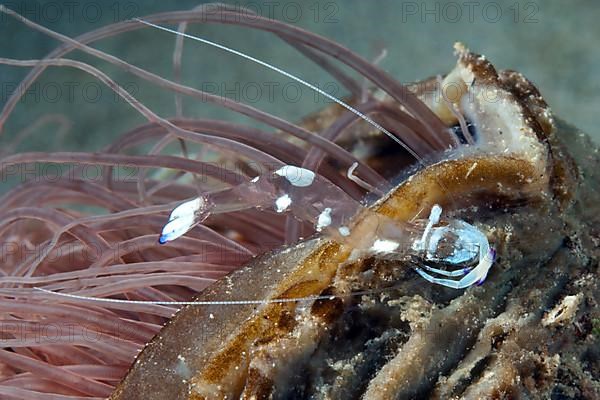 Anemone shrimp