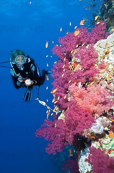 Diver and soft corals