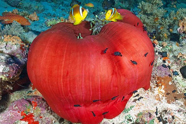 Magnificent sea anemone