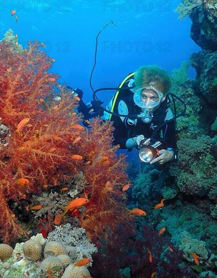 Diver and soft corals