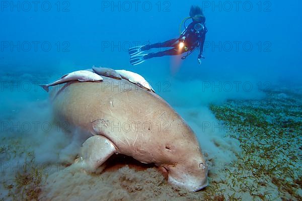 Diver and fork-tailed manatee