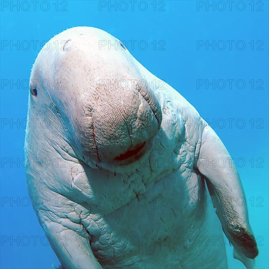 Fork-tailed manatee