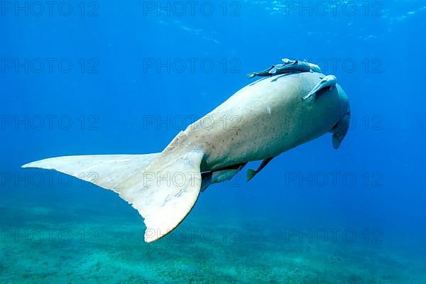 Fork-tailed manatee