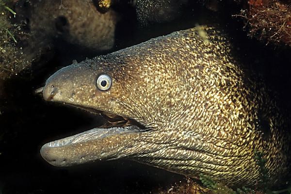 Mediterranean moray