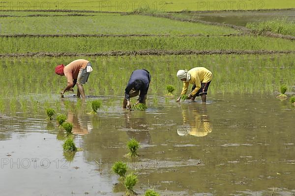 Rice farmers