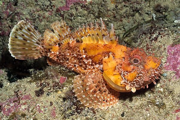 Red scorpionfish