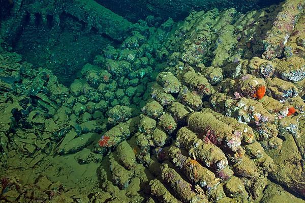 Shells in wreck Umbria