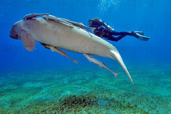 Diver and fork-tailed manatee