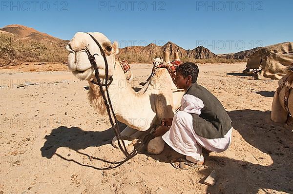 Young Bedouin sitting next to dromedary