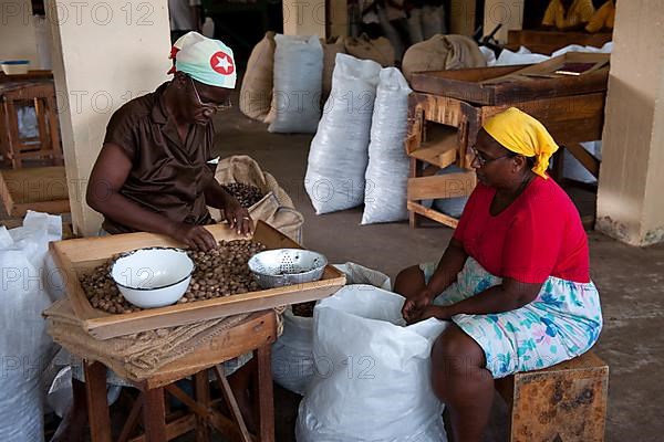 Workers at quality inspection of nutmeg harvest