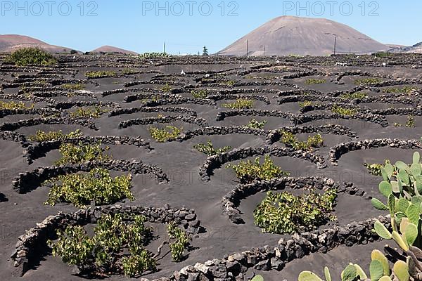 Winegrowing on Lava Earth