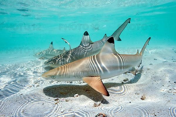 Juvenile Blacktip Reef Shark