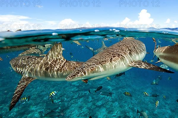 Grey reef shark