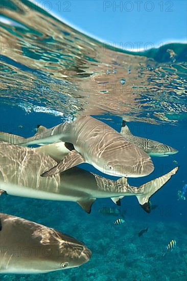 Grey reef shark