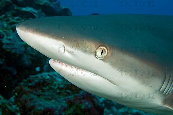 Grey reef shark