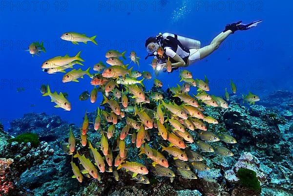 Diver and Yellowfin goatfish