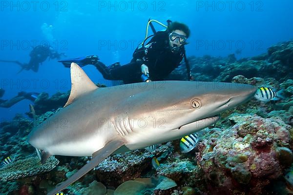 Diver and Grey Reef Shark