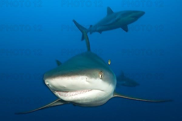 Grey reef shark