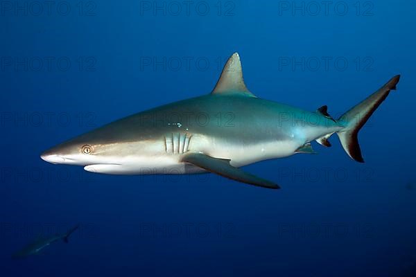 Grey reef shark