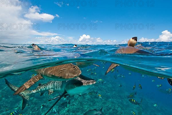 Grey reef shark