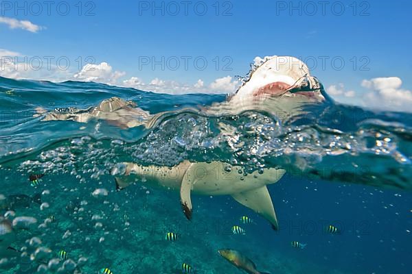 Shark attack of Blacktip Reef Shark