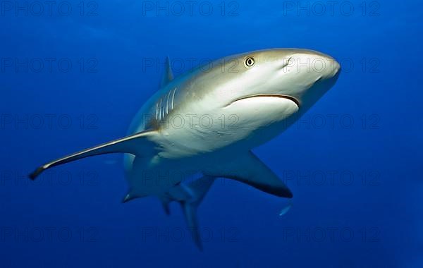 Grey reef shark