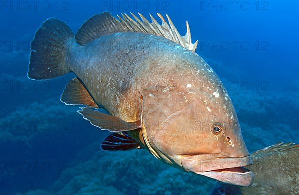 Dusky Grouper