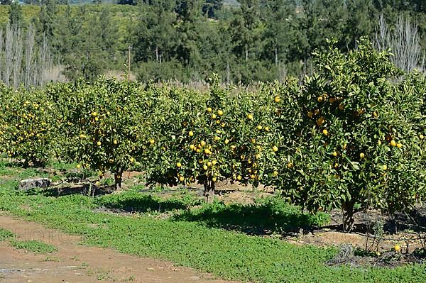 Orange orchard near Clanwilliam