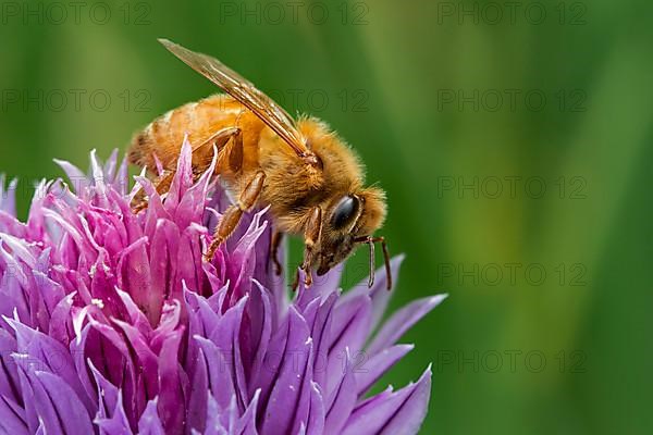 Italian bee