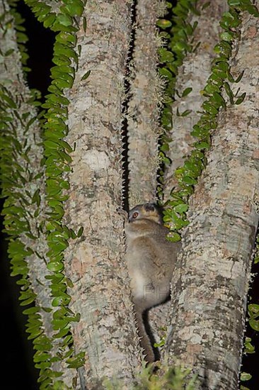 Reddish-grey reddish-gray mouse lemur