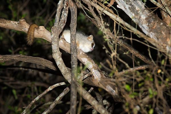 Reddish-grey reddish-gray mouse lemur