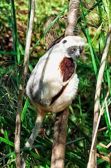 Coquerel's coquerel's sifaka