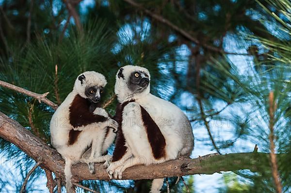 Coquerel's coquerel's sifaka