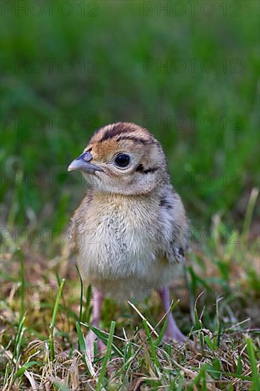 Hunting pheasant