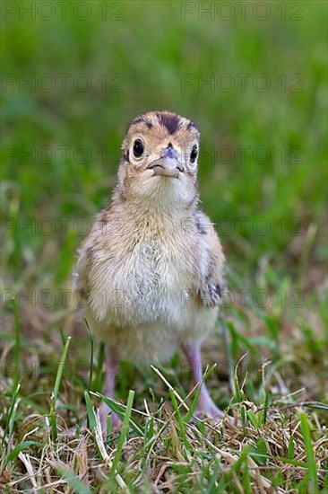 Hunting Pheasant