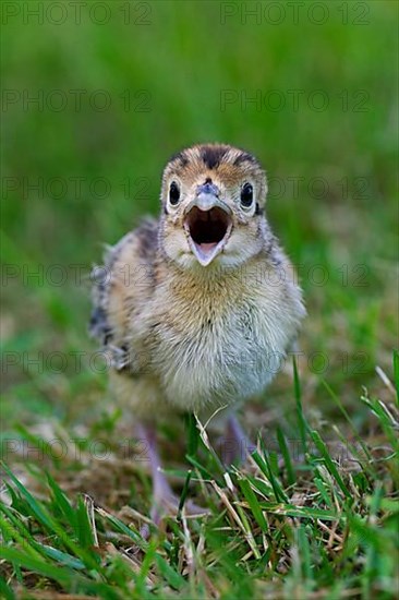 Common pheasant