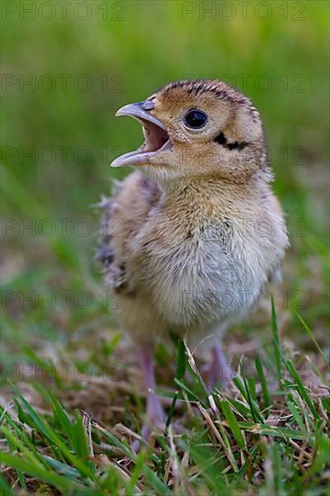 Common pheasant