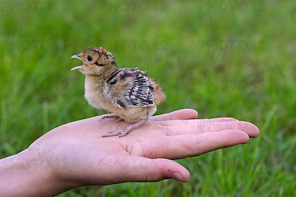 Chick of the pheasant