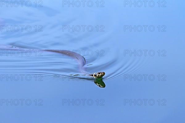 Grass snake