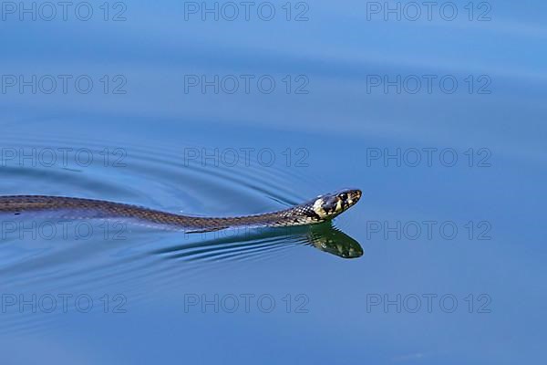 Grass snake