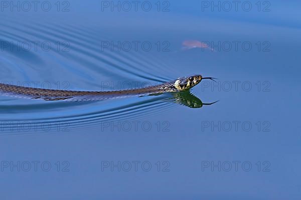 Grass snake