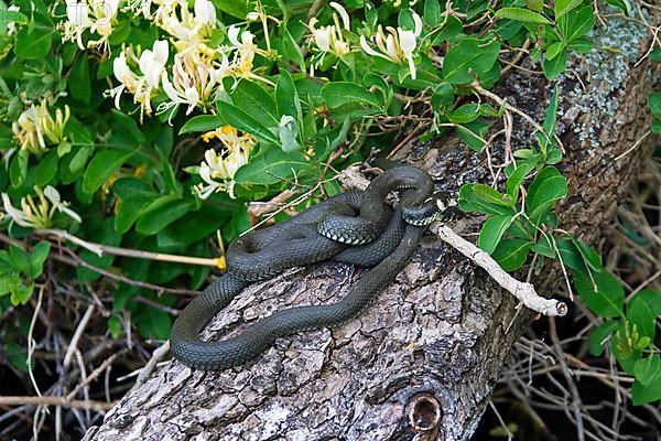 Two grass snakes