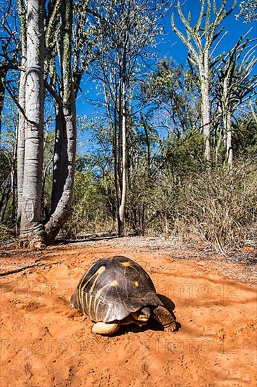 Radiated tortoise