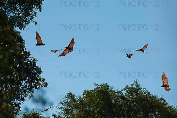 Madagascar flying fox or madagascan flying fox